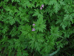 Image of Geranium purpureum Vill.