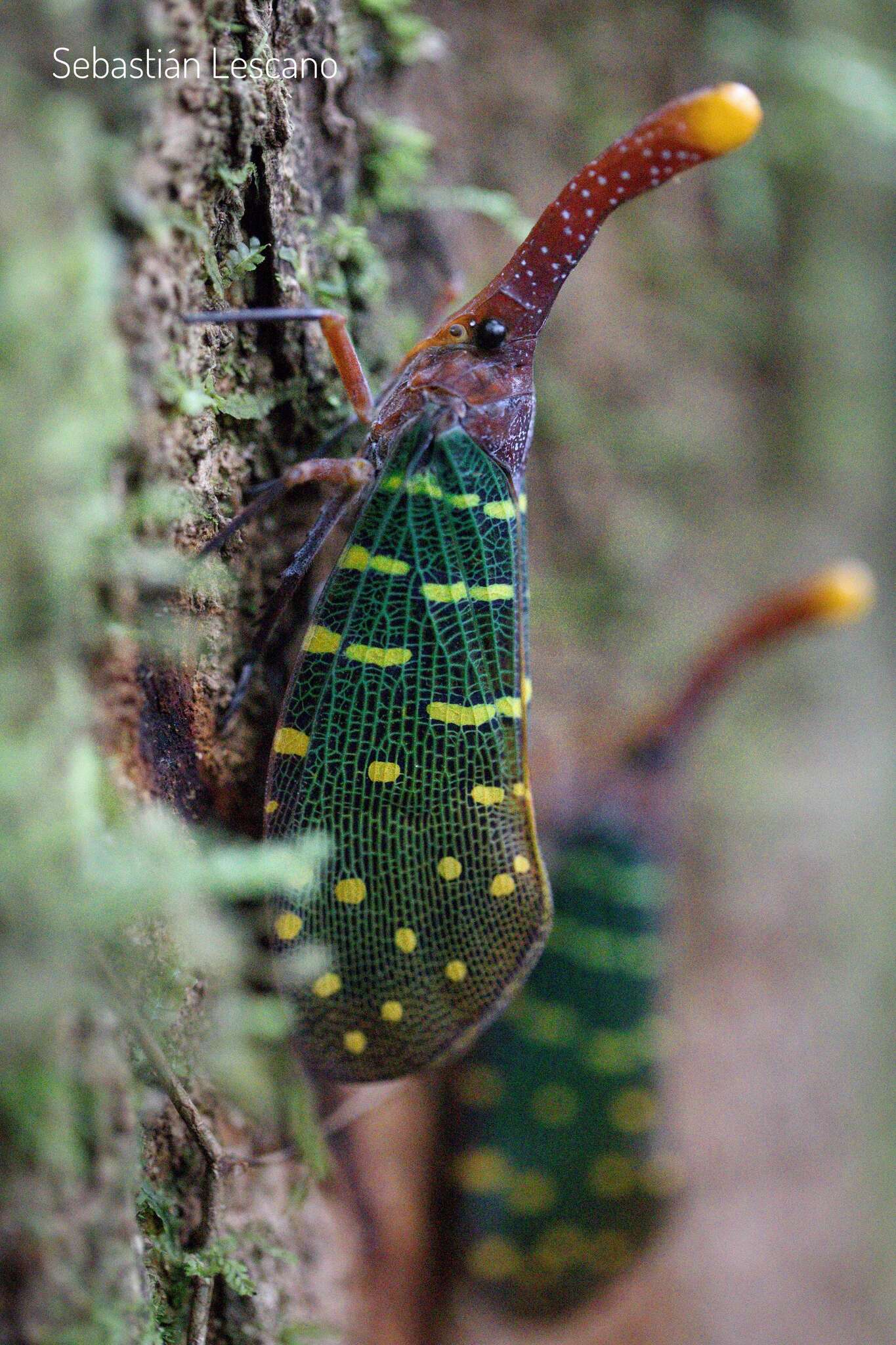 Image of Pyrops intricatus (Walker 1857)