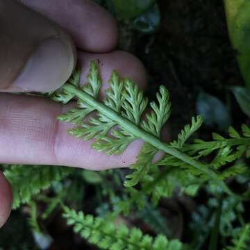 Image of Asplenium prolongatum Hook.