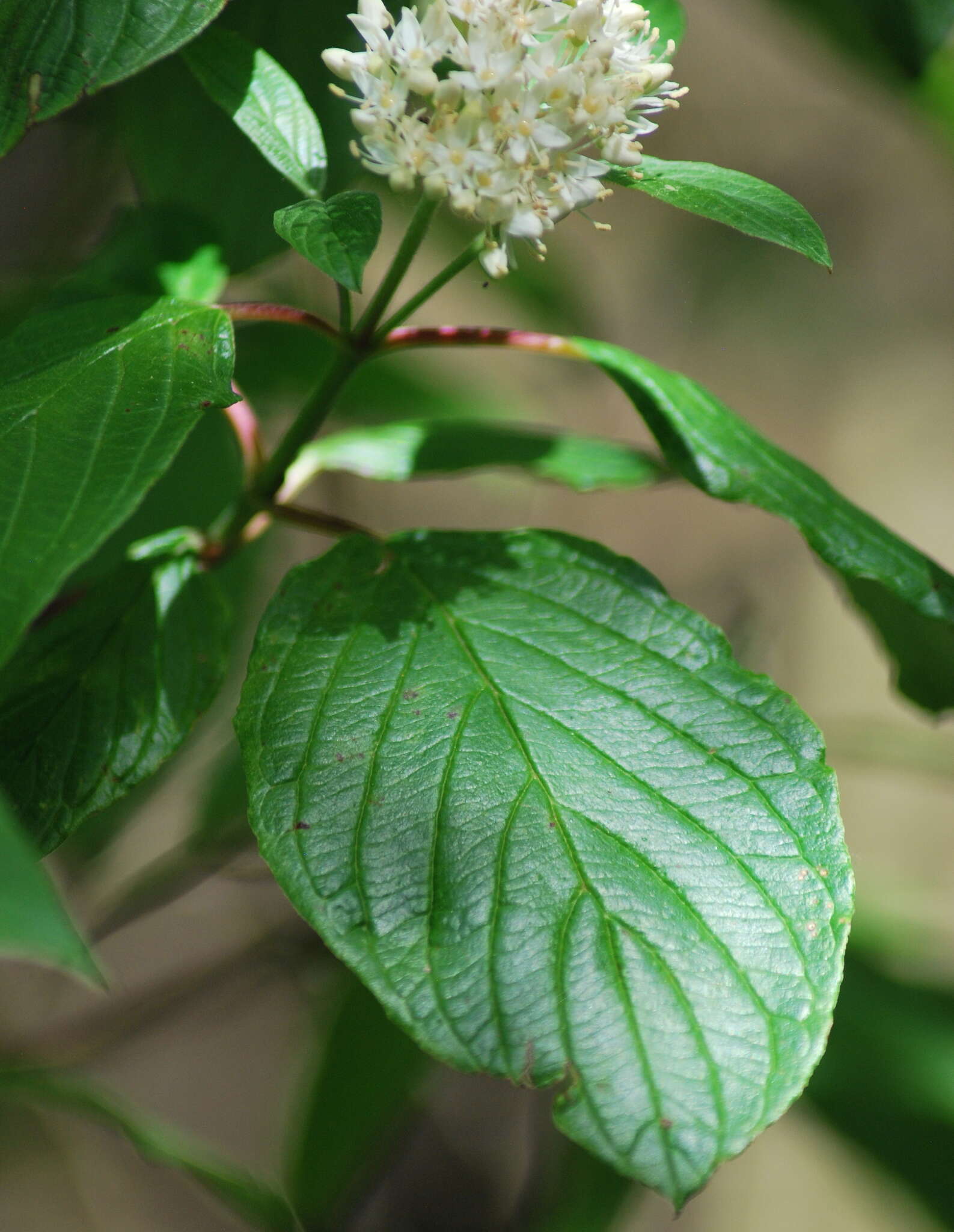 Image of western dogwood