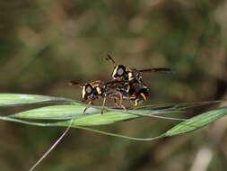 Image of Monoceromyia macleayi (Ferguson 1926)