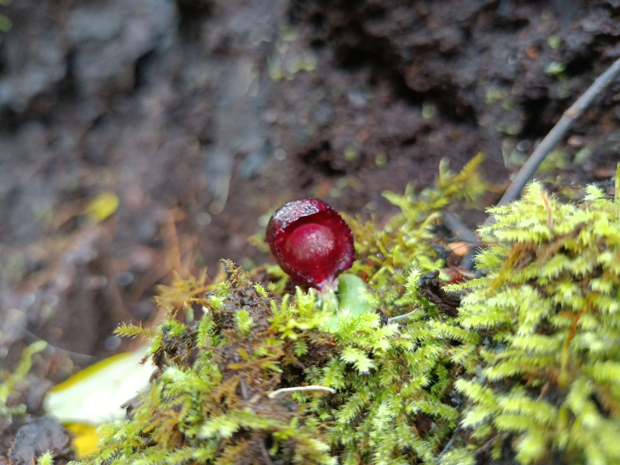 Plancia ëd Corybas recurvus D. L. Jones