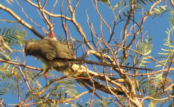 Image of White-backed Mousebird