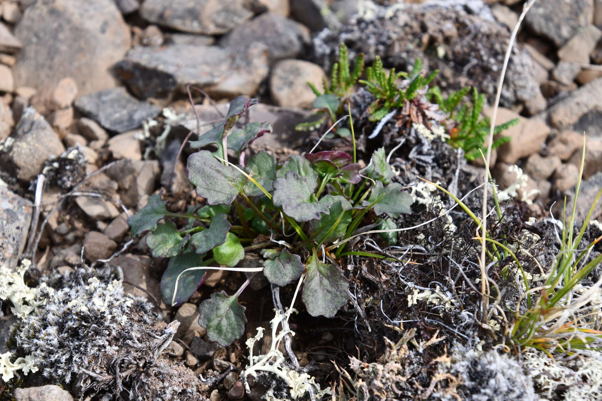 Image of Dwarf Arctic Groundsel