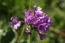 Primula latifolia subsp. graveolens (Hegetschw.) Rouy resmi