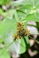 صورة Cyperus manimae Kunth