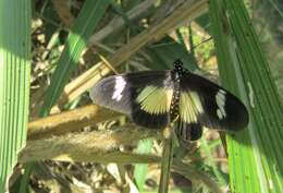 Image de Acraea esebria Hewitson 1861