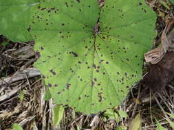 Image of Ramularia brunnea Peck 1878