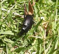 Image of Calosoma (Castrida) vagans Dejean 1831