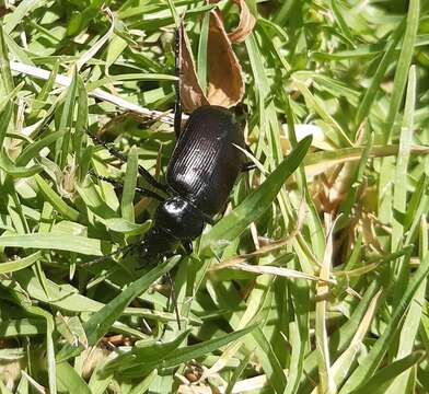 Imagem de Calosoma (Castrida) vagans Dejean 1831