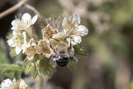 Image of Anthophora phaceliae Brooks 1988