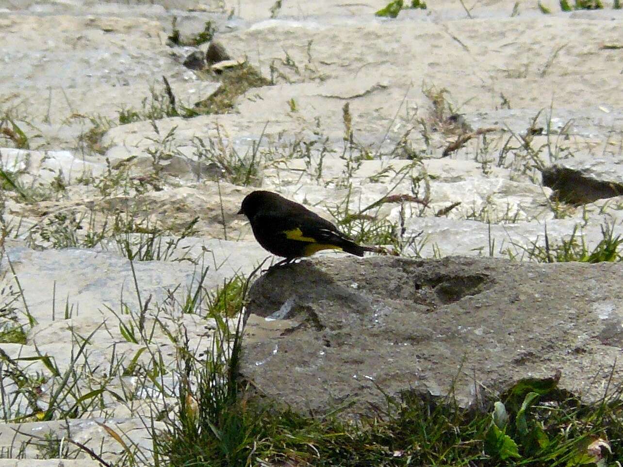 Image of Black Siskin