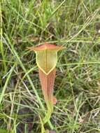 Image of Wherry's pitcherplant