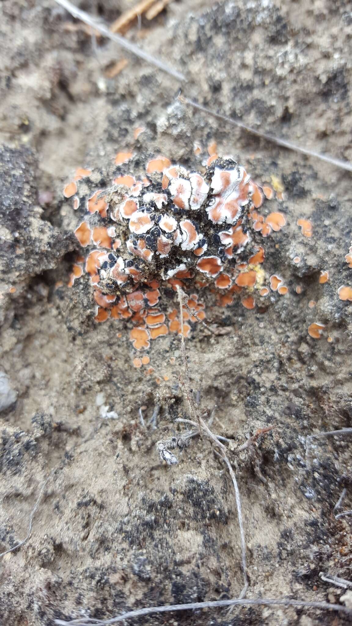 Image of fishscale lichen