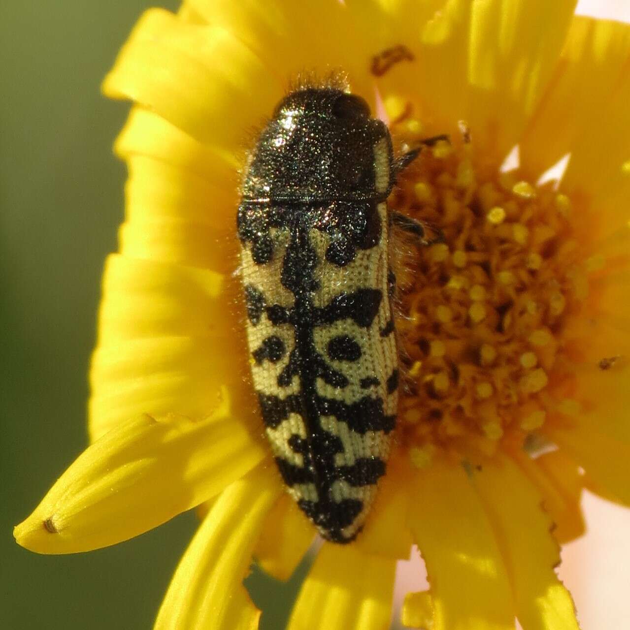 Image of Acmaeodera decipiens Le Conte 1866