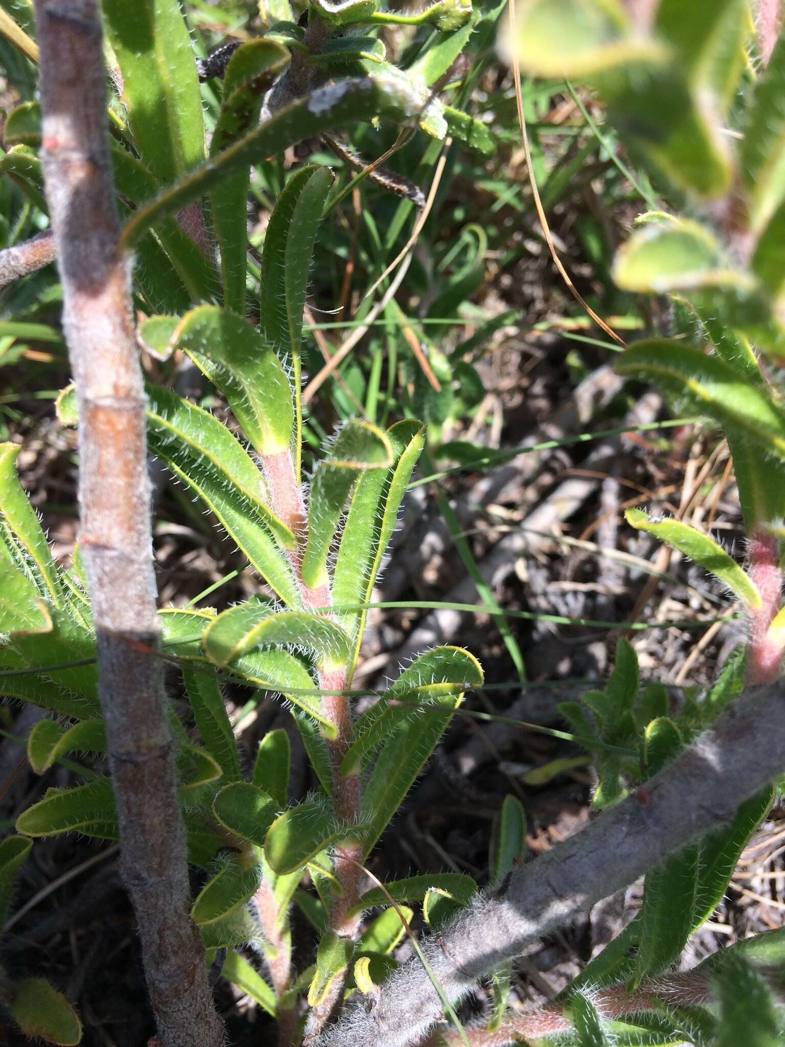 Image of Lobostemon trigonus (Thunb.) Buek