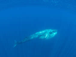 Image of Dwarf fin whale