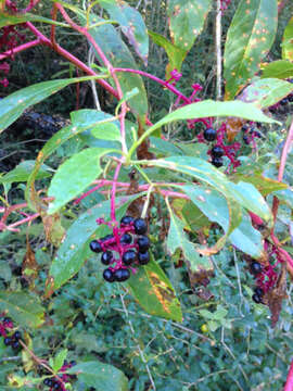 Image of American Nightshade