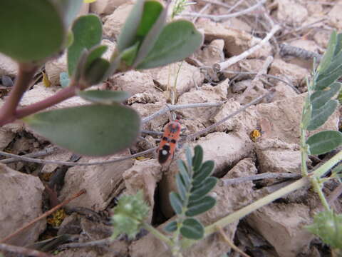 Image of Spilostethus longulus (Dallas & W. S. 1852)