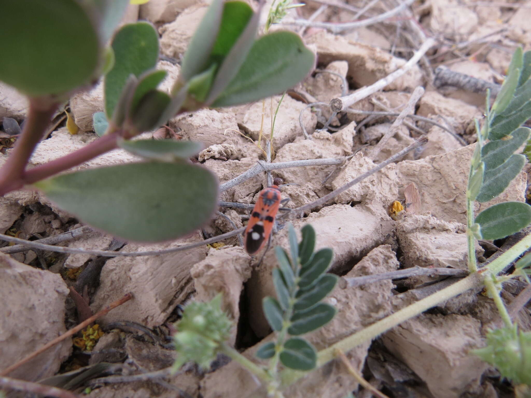 Image of Spilostethus longulus (Dallas & W. S. 1852)