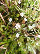 Imagem de Myosotis bryonoma Meudt, Prebble & Thorsen