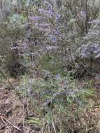 Image of Hovea asperifolia subsp. asperifolia