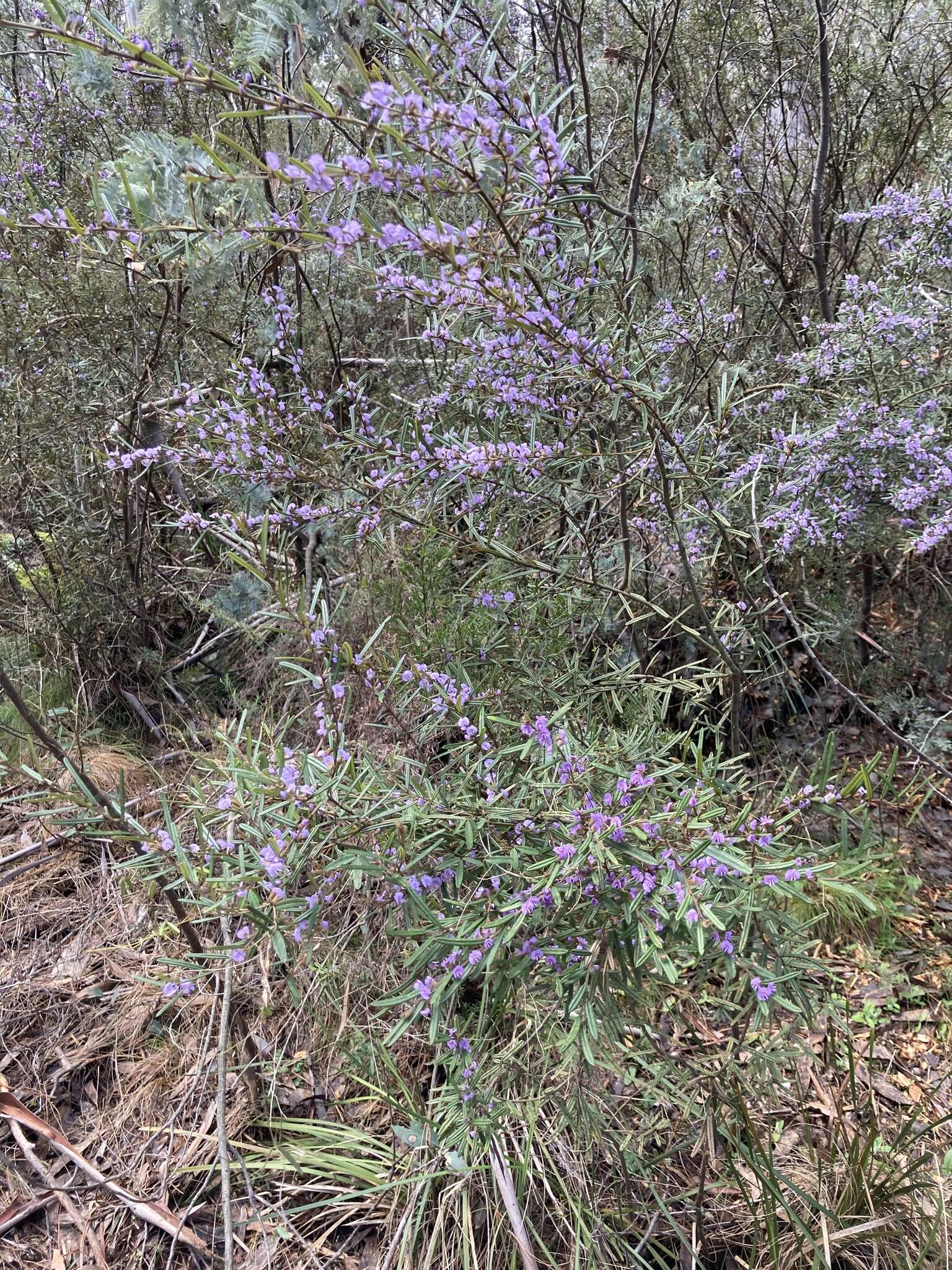 Hovea asperifolia subsp. asperifolia的圖片