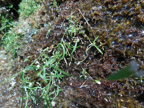 Image of Heliosperma pusillum (Waldst. & Kit.) Rchb.