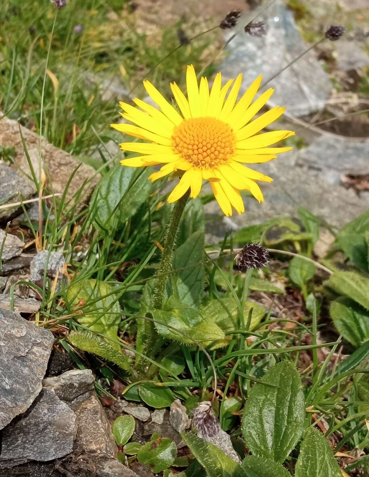 Image de Doronicum glaciale (Wulfen) Nym.