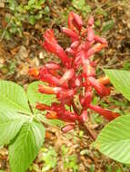 Image of <i>Aesculus <i>pavia</i></i> var. pavia