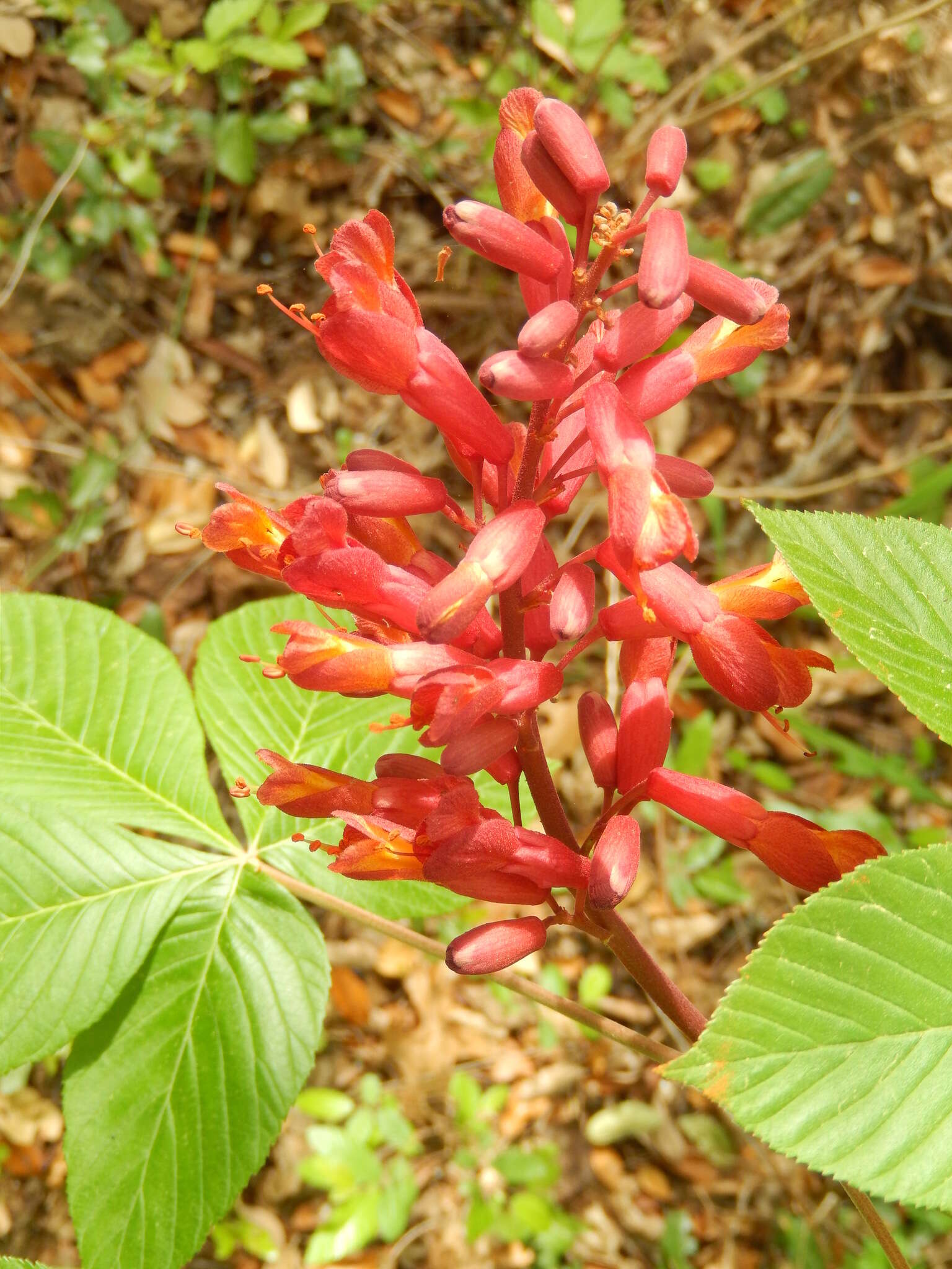 Image of <i>Aesculus <i>pavia</i></i> var. pavia