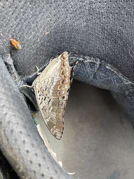 Charaxes catachrous Staudinger 1896的圖片