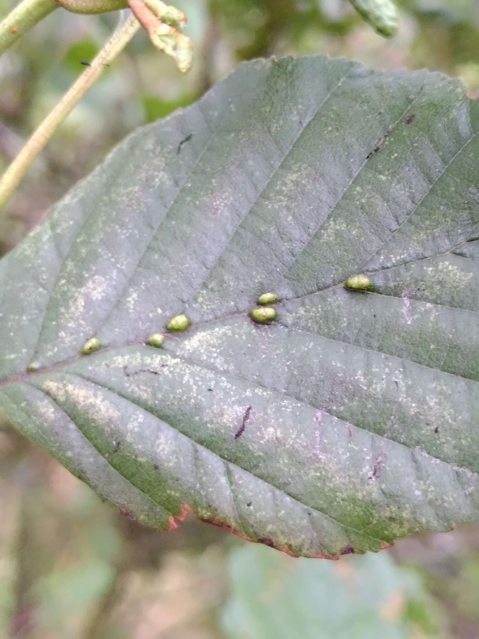 Imagem de Eriophyes inangulis