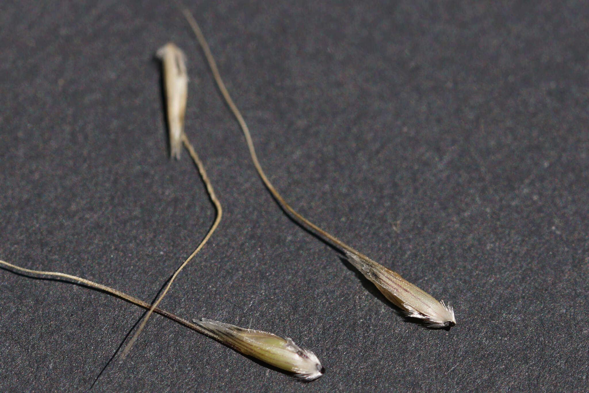 Image of Australian wallaby grass