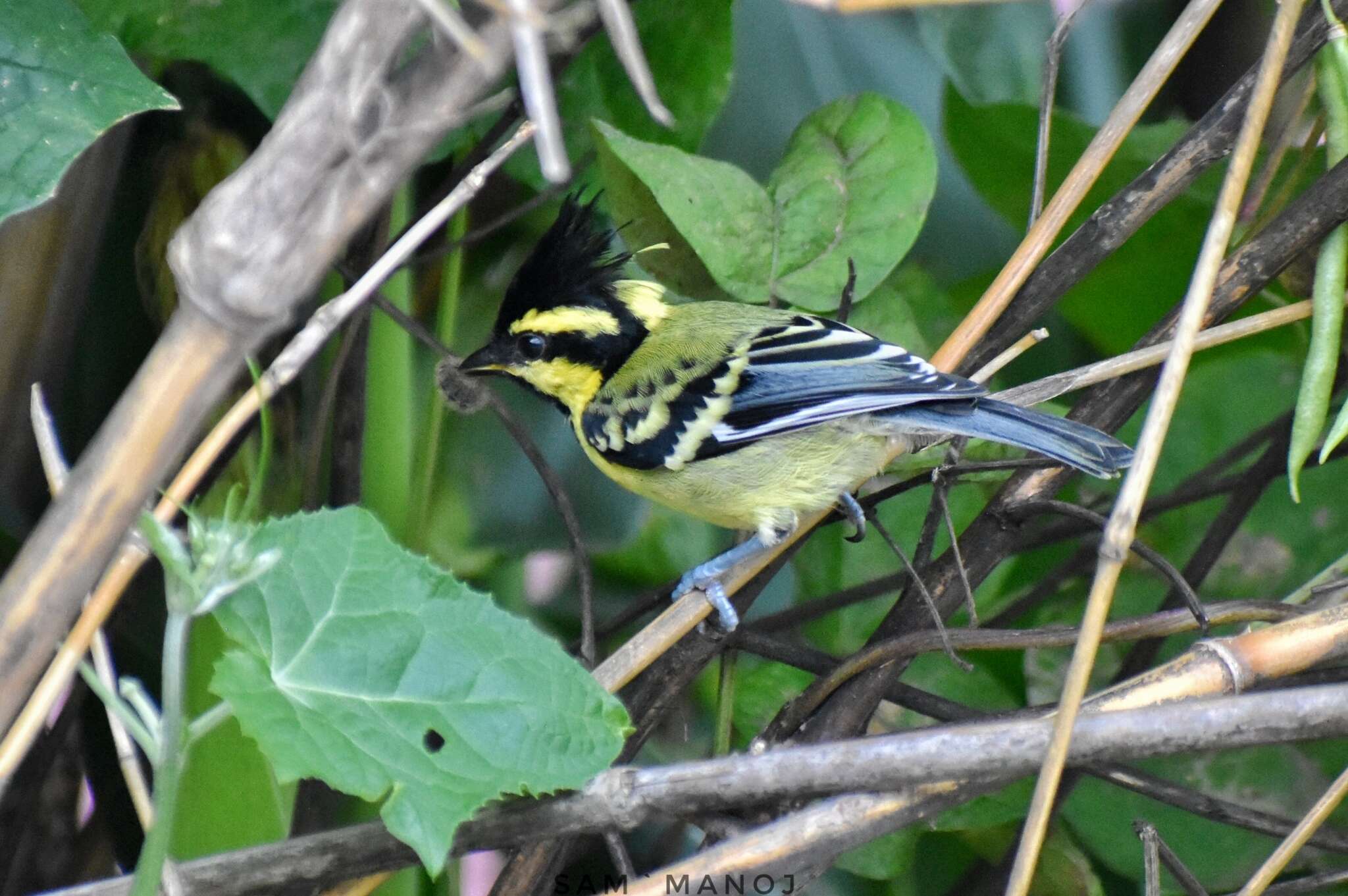 Image of Black-lored Tit