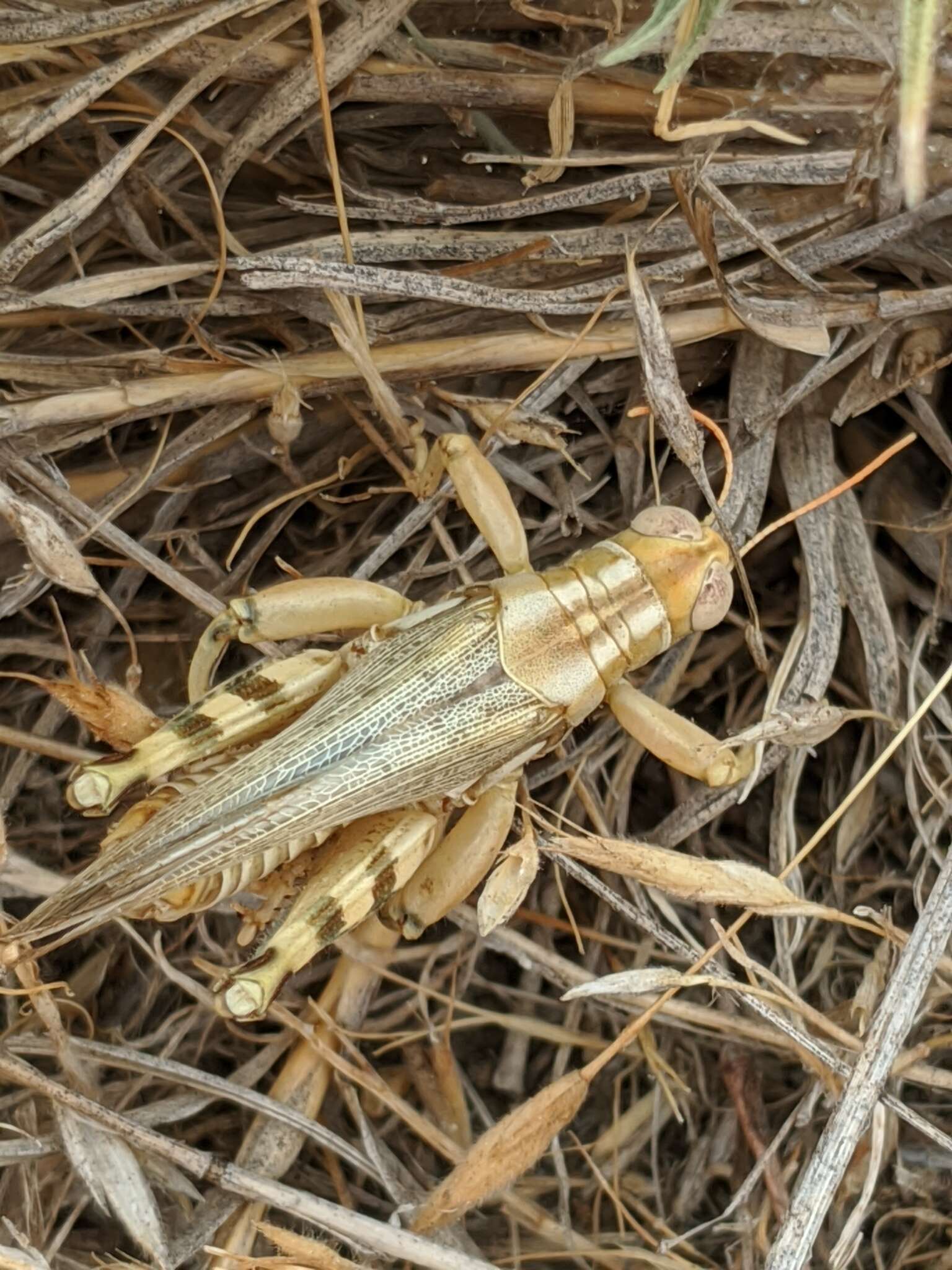 Слика од Aeoloplides californicus (Scudder & S. H. 1897)