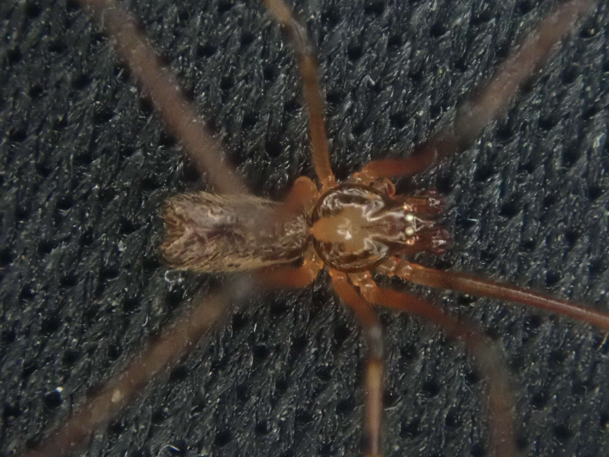 Image of Nomaua arborea Forster 1990