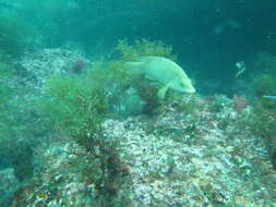 Image of Ballan Wrasse