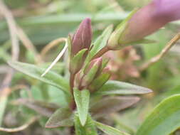 Image of Gentianella amarella subsp. amarella