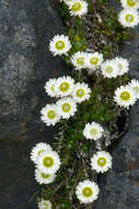 Plancia ëd Anaphalioides bellidioides (G. Forst.) D. Glenny