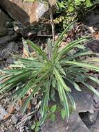 Oenothera argillicola Mackenzie的圖片