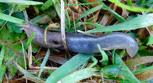 Lehmannia marginata (O. F. Müller 1774)的圖片