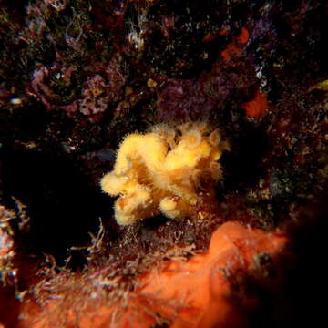 Image of crumpled duster sponge