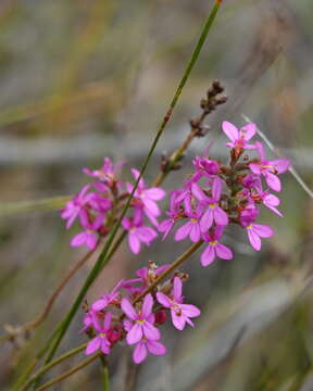 Image of Stylidium hirsutum R. Br.