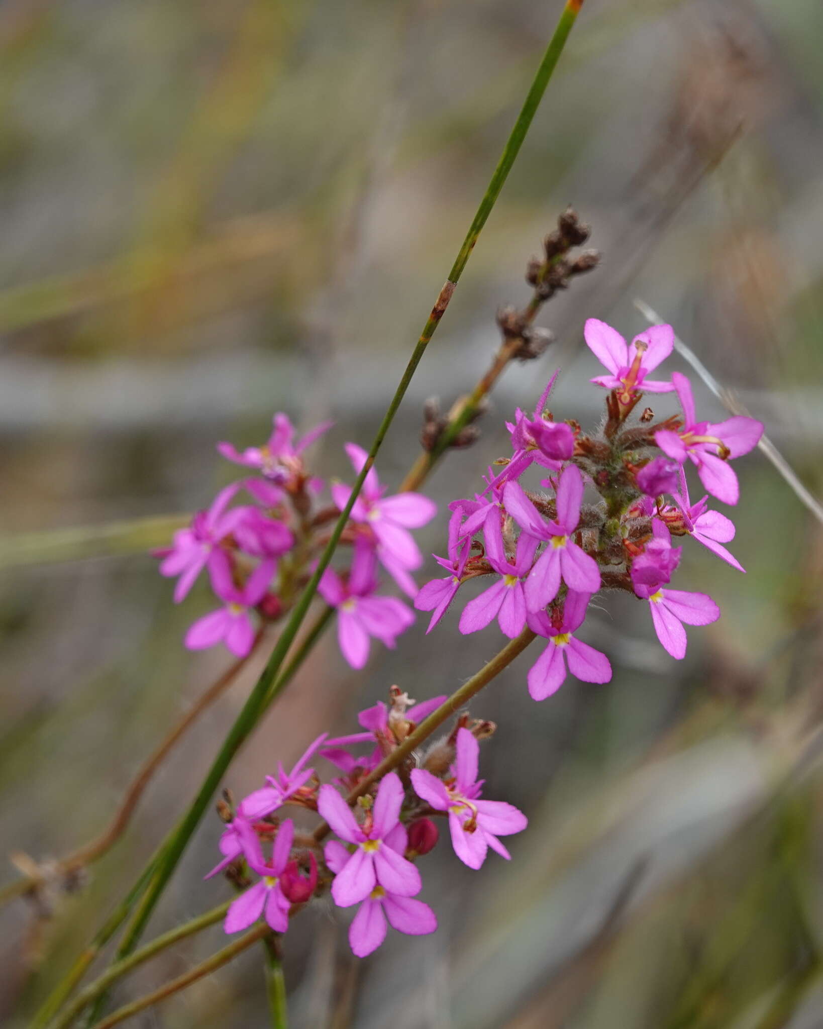 Image of Stylidium hirsutum R. Br.