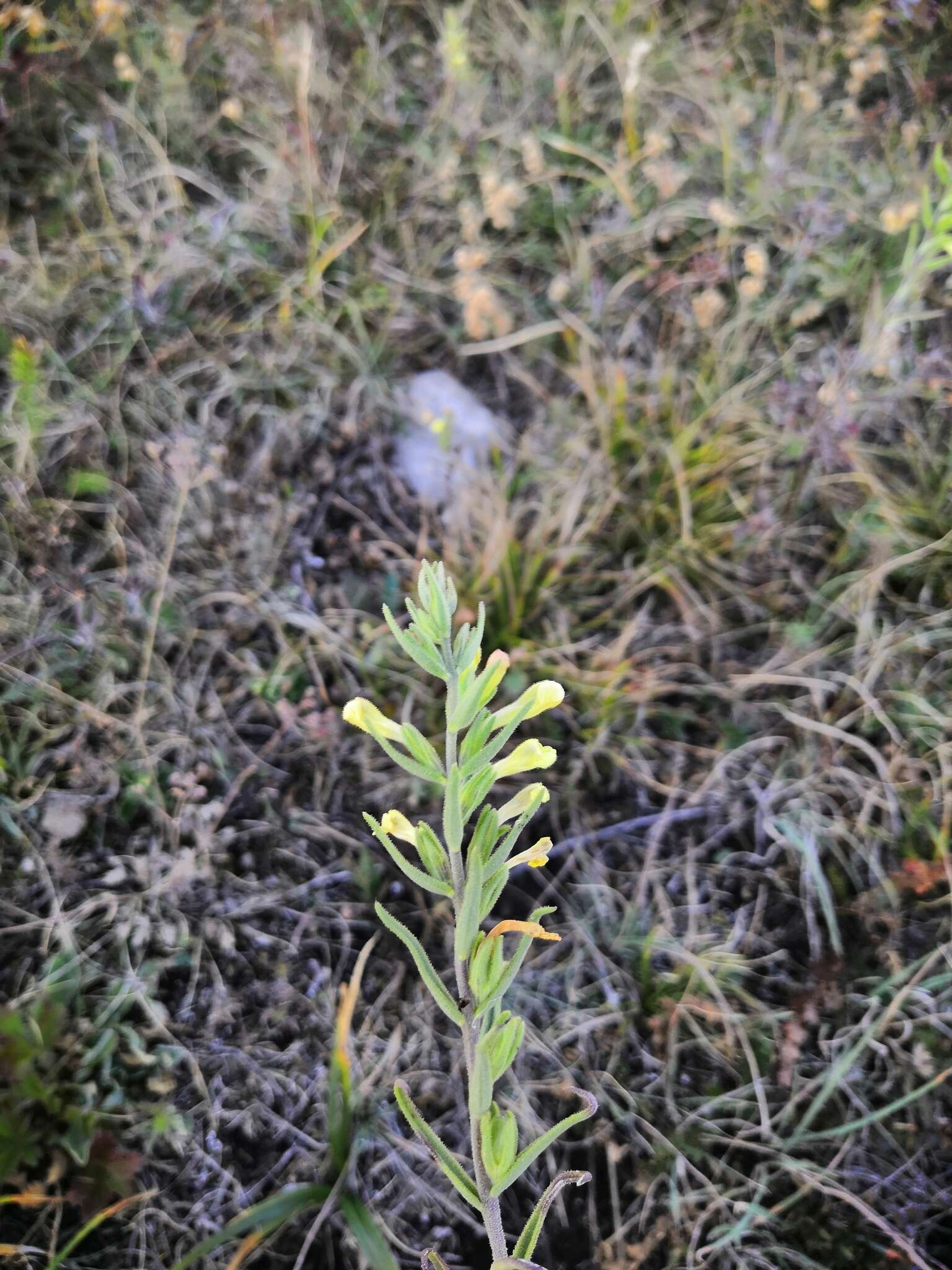 Plancia ëd Macrosyringion glutinosum (M. Bieb.) Rothm.