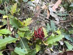 Image of Grevillea repens F. Müll.