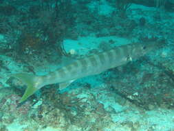 Image of Jello barracuda