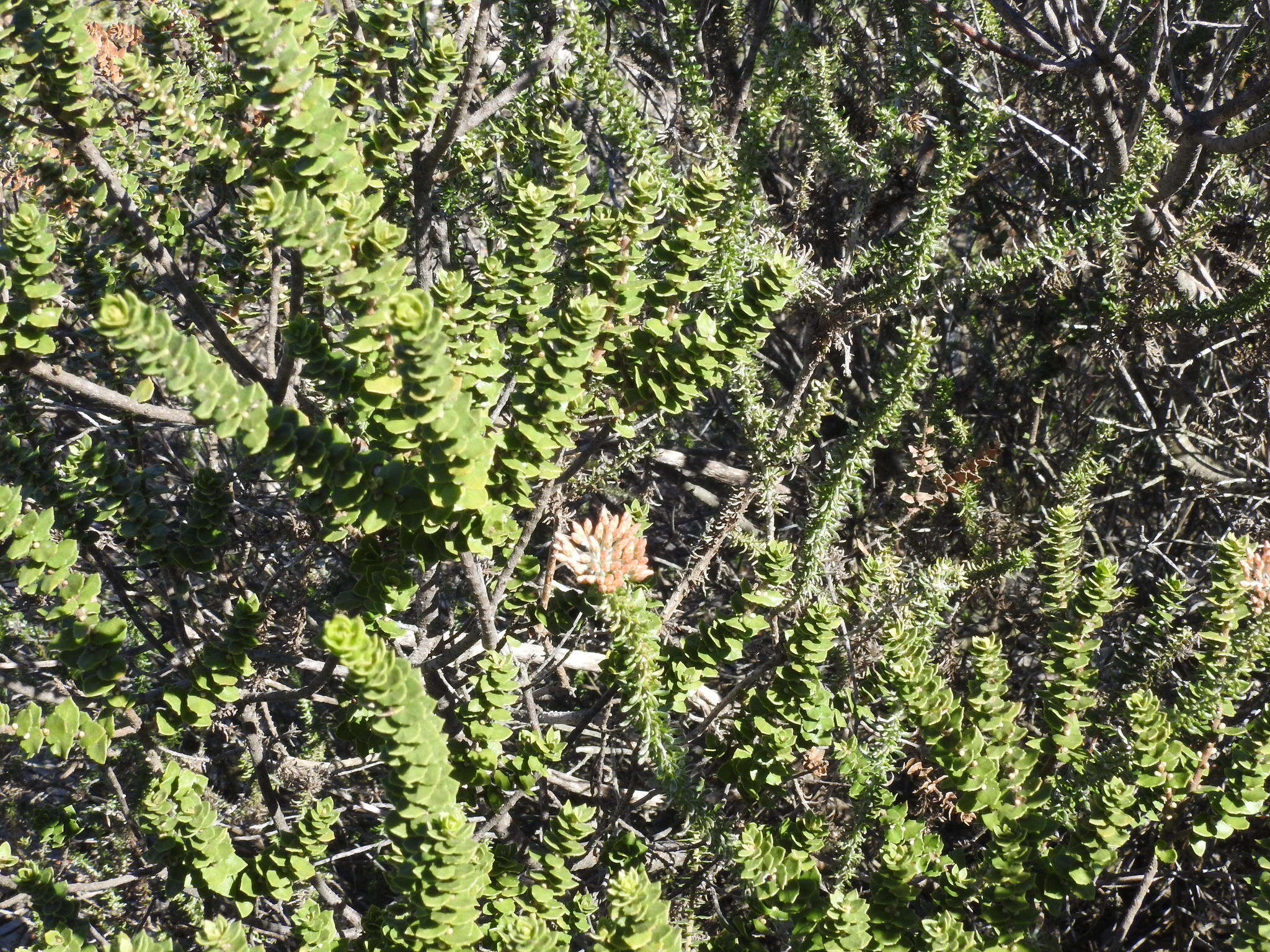 Morella cordifolia (L.) D. J. B. Killick resmi