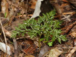 Image of Sceptridium biforme Lyon